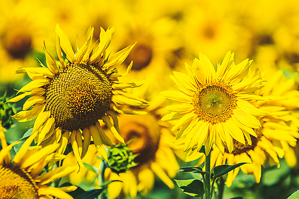 포토 JPG 해외이미지 식물 꽃잎 꽃 산업 백그라운드 잎 꽃무늬 밭 농업 오렌지 자연 하늘 해바라기 씨앗 풍경 사람없음 초록색 여름 파란색 태양 노란색 머리 맑음 일몰 활발 벚꽃 시골 원형 개화 황금 오브젝트 유기농 장면 꽃가루 7월 내추럴 블러 수평선 해외포토 자연요소 도형 웰빙 계절 컬러 컨셉 무늬 과일 날씨 신체부위 노을 날짜 가루 생태계 파일형식 이미지허브
