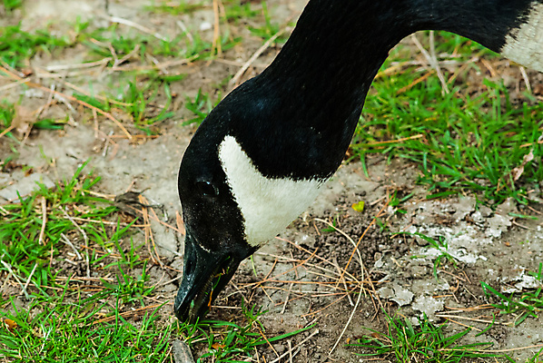 포토 JPG 해외이미지 동물 1 얼굴 야생동물 음식 캐나다 자연 조류 사람없음 야외 옆모습 초록색 갈색 머리 검은색 입 치아 방목 먹기 묘사 싱글 부리 목 거위 물새 계산서 내추럴 동물상 수유 해외포토 뷰포인트 컬러 북아메리카 모션 신체부위 조형물 소화기관 축산업 생태계 파일형식 이미지허브