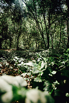 포토 JPG 해외이미지 주간 나무 자연 휴식 풍경 사람없음 야외 평화 풀 숲속 울창 경관 해외포토 자연요소 식물 컨셉 숲 생태계 파일형식 이미지허브