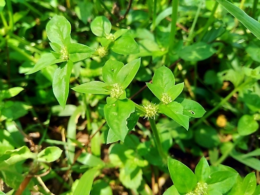 포토 JPG 해외이미지 식물 라이프스타일 공원 꽃잎 꽃 야생동물 분홍색 나비 잎 패턴 골프 자연 추상 바닥 주택 사람없음 야외 초록색 여름 노란색 정원 벚꽃 신선 원형 구멍 잡초 닫기 허브 그네 코스모스 내추럴 뒤뜰 페어웨이 해외포토 도형 동물 계절 공공시설 컬러 곤충 무늬 모션 건물 생활 구기 생태계 파일형식 이미지허브
