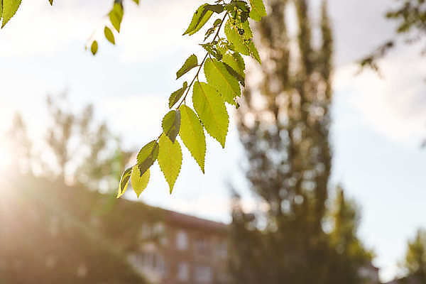 포토 JPG 해외이미지 식물 백그라운드 잎 패턴 손가락 자연 추상 프레임 그림자 사람없음 야외 장식 가로 초록색 컬러풀 햇빛 어둠 침묵 고요 봄 성장 신선 투명 소프트포커스 열대우림 사회이슈 묘사 환경보전 원예 부드러움 고립 삼림지대 세르비아 심기 카피스페이스 디테일 해외포토 손 계절 컬러 컨셉 무늬 모션 촬영기법 취미 태양 소리 공백 감각 숲 생태계 파일형식 이미지허브