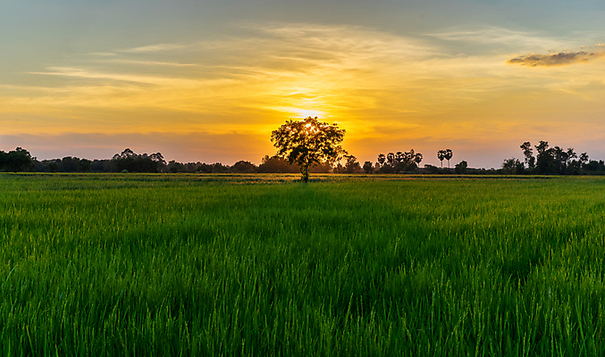 포토 JPG 해외이미지 나무 구름 계절 백그라운드 밭 농업 자연 하늘 밥 풍경 사람없음 야외 초록색 여름 파란색 빛 햇빛 태양 노란색 일출 환경 맑음 일몰 봄 가을 흰색 시골 신선 숲 큼 땅 내추럴 수평선 해외포토 자연요소 식물 산업 음식 컬러 날씨 노을 크기 생태계 파일형식 이미지허브