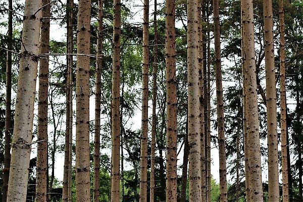 포토 JPG 해외이미지 나무 식물 공원 자연 국립공원 사람없음 야외 초록색 여름 태양 갈색 소나무 저녁 숲 내추럴 해외포토 자연요소 계절 공공시설 컬러 야간 생태계 파일형식 이미지허브