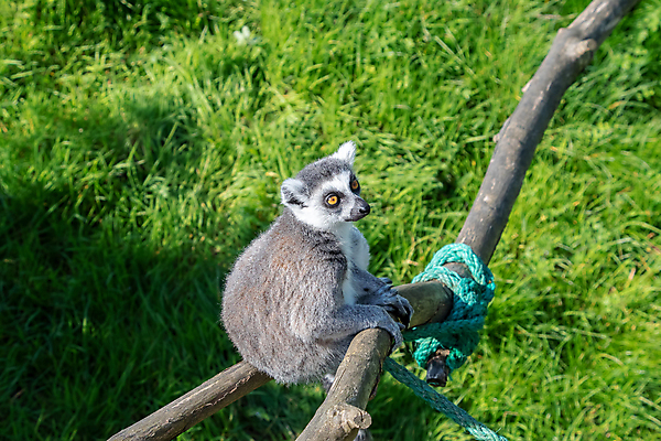 포토 JPG 해외이미지 동물 야생동물 백그라운드 포유류 아프리카 자연 털 사람없음 검은색 흰색 원숭이 반지 숲 꼬리 고립 마다가스카르 여우원숭이 해외포토 나라 컬러 장신구 생태계 파일형식 이미지허브