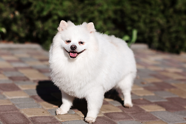 포토 JPG 해외이미지 주간 한마리 반려견 사람없음 야외 산책 강아지 포메라니안 해외포토 자연요소 1 휴식 반려동물 개 파일형식 이미지허브