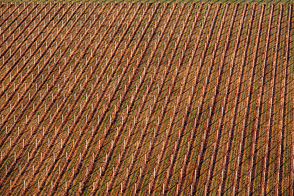 포토 JPG 해외이미지 식물 산업 스포츠 여행 밭 농업 교통시설 자연 하늘 안테나 풍경 사람없음 야외 컬러풀 태양 바구니 일출 활발 자유 안개 열기구 뜨거움 호주 언덕 항공 포도나무 풍선 무료 줄서기 해외포토 자연요소 컬러 교통 컨셉 통신 항공교통 모션 날씨 노을 오세아니아 과일나무 시설 생태계 파일형식 이미지허브