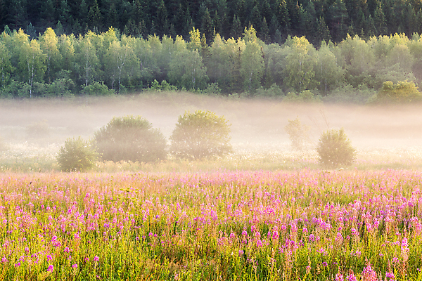 포토 JPG 해외이미지 나무 꽃 밭 자연 아침 함께함 풍경 사람없음 여름 노란색 일출 안개 가을 황금 숲 그림 러시아 해외포토 주간 식물 계절 유럽 컬러 컨셉 농업 날씨 노을 생태계 파일형식 이미지허브