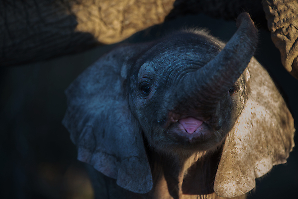 포토 JPG 해외이미지 동물 공원 여자 야생동물 어린이 여행 포유류 가족 아프리카 자연 엄마 초식동물 코끼리 종류 풍경 사람없음 야외 게임 아기 황무지 보호 작음 큼 사파리 귀 5 내추럴 송아지 마사이족 사바나 전국 해외포토 공공시설 나라 새끼 컨셉 관계 놀이 사람 신체부위 숫자 소 크기 생태계 파일형식 이미지허브