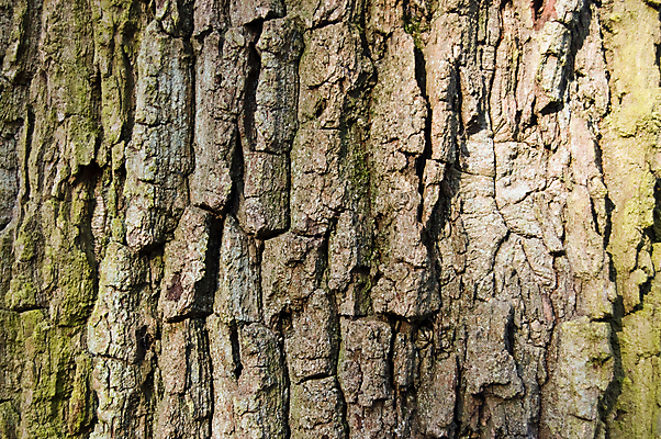 포토 JPG 해외이미지 나무 백그라운드 자연 벽지 이끼 사람없음 야외 목재 가로 초록색 갈색 질감 나무껍질 해외포토 식물 컬러 재료 껍질 생태계 파일형식 이미지허브