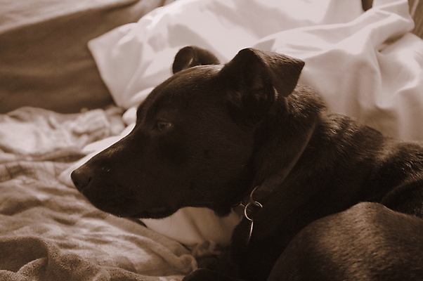 포토 JPG 해외이미지 동물 행복 얼굴 새끼 장난 포유류 수염 털 사람없음 반려동물 귀여움 검은색 입 개 강아지 테리어 혀 잡종 송곳니 기르기 총구 해외포토 감정 컬러 컨셉 신체부위 치아 돌봄 파일형식 이미지허브