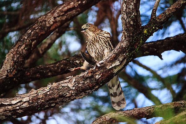 포토 JPG 해외이미지 야생동물 청소년 자연 조류 사람없음 먹기 사냥 육식동물 플로리다 해외포토 동물 모션 사람 미국 생태계 파일형식 이미지허브