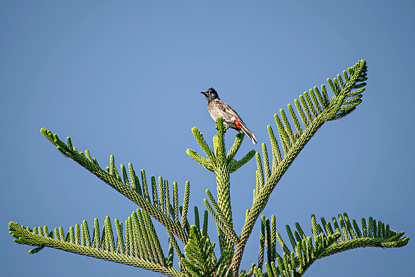 포토 JPG 해외이미지 나무 동물 아시아 야생동물 백그라운드 자연 조류 하늘 3 동양인 사람없음 빨간색 초록색 파란색 컬러풀 갈색 머리 검은색 흰색 나뭇가지 그룹 보호 깃털 부리 향나무 해외포토 식물 나라 컬러 컨셉 인종 신체부위 생태계 파일형식 이미지허브