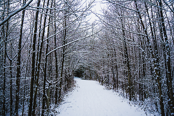 포토 JPG 해외이미지 나무 계절 조각 이동 잎 크리스마스 겨울 자연 하늘 날씨 사람없음 야외 목재 초록색 물 강 농장 걷기 얼음 축제 침묵 놀람 하이킹 추위 흰색 나뭇가지 시골 시원함 오솔길 호기심 질감 서리 솜털 사이클링 삼림지대 해외포토 자연요소 식물 기념일 감정 길 컬러 컨셉 농업 재료 모션 레저 표정 소리 숲 육상스포츠 생태계 파일형식 이미지허브