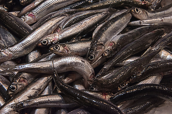 포토 JPG 해외이미지 동물 산업 음식 바다 백그라운드 패턴 다이어트 재료 자연 낚시 건강 어류 요리 사람없음 빨간색 머리 상점 얼음 식사 흰색 신선 잡기 시장 맛 은색 작음 지중해 해산물 질감 날것 내추럴 소금물 많음 해외포토 자연요소 컬러 컨셉 무늬 모션 레저 신체부위 수중동물 크기 생태계 파일형식 이미지허브