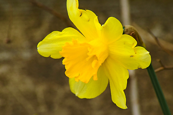 포토 JPG 해외이미지 식물 계절 꽃잎 꽃 줄기 꽃무늬 농업 전구 자연 양파 사람없음 장식 초록색 노란색 새싹 정원 봄 성장 신선 시간 개화 예측 4월 자르기 원예 수선화 내추럴 강렬 많음 해외포토 산업 컬러 컨셉 무늬 채소 모션 취미 날짜 생태계 파일형식 이미지허브