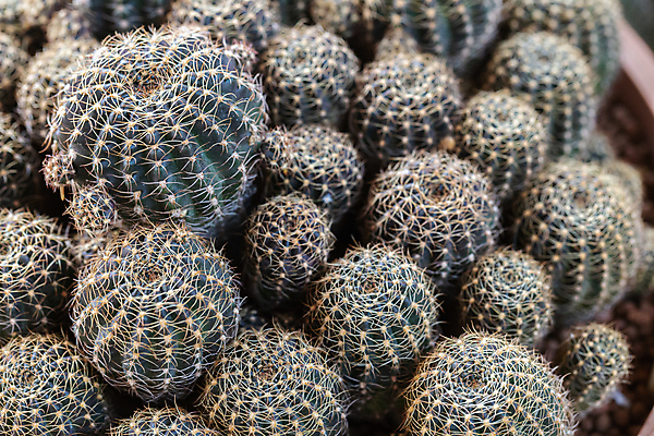 포토 JPG 해외이미지 모양 나무 식물 계절 꽃 백그라운드 잎 꽃무늬 패턴 자연 선인장 주택 사람없음 장식 초록색 여름 컬러풀 정원 사막 수확 성장 벚꽃 신선 뜨거움 그룹 우아함 냄비 정상 원예 질감 조경 내추럴 알로에 해외포토 컬러 컨셉 무늬 농업 취미 건물 솥 생태계 파일형식 이미지허브