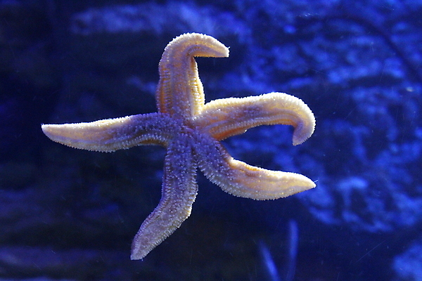 포토 JPG 해외이미지 아시아 야생동물 모래 바다 섬 여행 백그라운드 자연 휴가 불가사리 사람없음 야외 물 여름 파란색 빛 컬러풀 수중 베트남 내추럴 해외포토 자연요소 동물 계절 나라 컬러 극피동물 동남아시아 생태계 파일형식 이미지허브