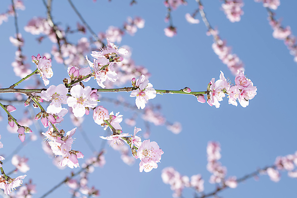 포토 JPG 해외이미지 주간 공원 꽃잎 화초 불교 매달리기 사람없음 야외 봄 벚꽃 개화 해외포토 자연요소 식물 계절 공공시설 꽃 종교 모션 파일형식 이미지허브