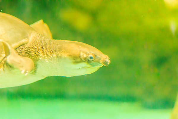 포토 JPG 해외이미지 동물 야생동물 바다 파충류 자연 생물 양서류 사람없음 초록색 물 강 수중 수영 연못 돼지 산호 거북이 호주 다이빙 수족관 멸종 내추럴 동물상 등딱지 민물 해외포토 자연요소 컬러 포유류 조형물 수상스포츠 오세아니아 자포동물 생태계 수중스포츠 파일형식 이미지허브