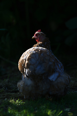 포토 JPG 해외이미지 1 오렌지 검은배경 그림자 잔디 사람없음 야외 옆모습 파란색 반려동물 햇빛 검은색 치킨 어둠 힘 원형 저녁 깃털 묘사 유기농 질감 꼬리 부리 윤곽 문학 탐사 내추럴 고립 기르기 무료 카피스페이스 해외포토 도형 식물 동물 웰빙 뷰포인트 컬러 백그라운드 과일 태양 공백 야간 닭고기요리 돌봄 파일형식 이미지허브