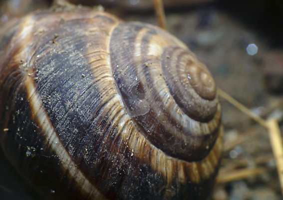 포토 JPG 해외이미지 주간 한마리 나선형 근접촬영 사람없음 야외 아웃포커스 껍질 달팽이집 해외포토 자연요소 1 뷰포인트 무늬 촬영기법 파일형식 이미지허브