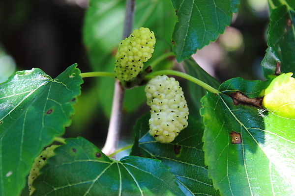 포토 JPG 해외이미지 식물 열매 잎 농업 과일 자연 건강 사람없음 초록색 여름 농작물 정원 수확 흰색 나뭇가지 신선 닫기 다발 포르투갈 오브젝트 유기농 날것 내추럴 채식주의자 해외포토 나무 웰빙 계절 유럽 산업 컬러 모션 생태계 채식 파일형식 이미지허브