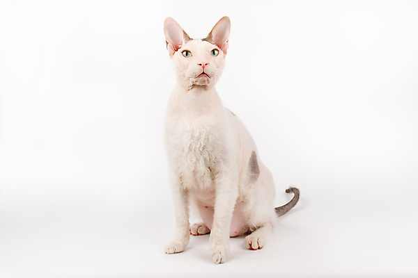 포토 JPG 해외이미지 한마리 실내 앉기 사람없음 반려동물 귀여움 고양이 흰배경 스핑크스고양이 반려묘 해외포토 동물 1 백그라운드 컨셉 포유류 모션 내부 흰색 파일형식 이미지허브