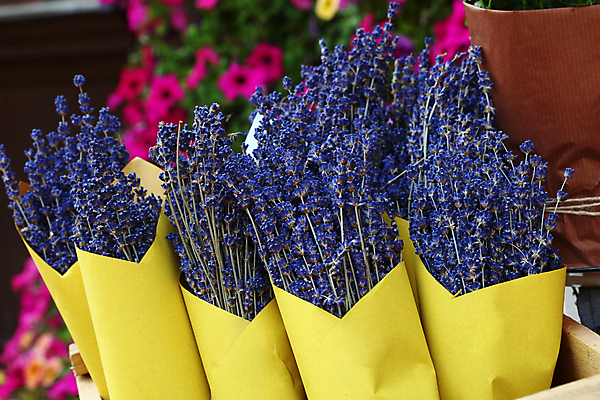 포토 JPG 해외이미지 꽃 종이 꽃다발 포장 건조 사람없음 장식 파란색 컬러풀 노란색 상점 보라색 그룹 소매 라벤더 내추럴 강렬 해외포토 식물 컬러 허브 파일형식 이미지허브