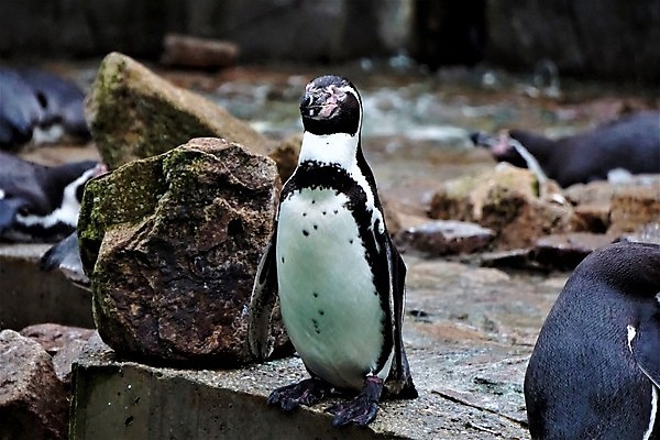 포토 JPG 해외이미지 동물 손 커플 공원 야생동물 바다 과학 가족 자연 조류 동물원 어류 사람없음 야외 물 여름 울타리 수영 모임 연못 시간 그룹 먹이 강의 먹기 사파리 깃털 펭귄 생물학 부리 프라하 서식지 수의사 내추럴 단백질 식민지 이국적 흥미 해외포토 자연요소 계절 공공시설 교육 컨셉 관계 모션 신체부위 담장 수중동물 의사 수상스포츠 생태계 체코 영양소 파일형식 이미지허브