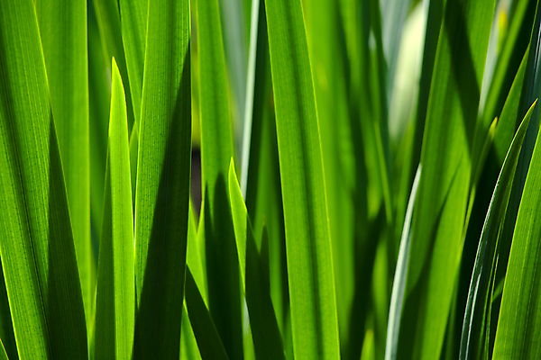 포토 JPG 해외이미지 식물 계절 백그라운드 잎 꽃무늬 밭 자연 벽지 아침 건강 잔디 사람없음 야외 초록색 물 빛 햇빛 우주 정원 화목 봄 성장 신선 떨어짐 이슬 밀 빗방울 순수 물주기 유기농 생물학 부드러움 시스템 내추럴 해외포토 주간 자연요소 웰빙 교육 꽃 컬러 컨셉 무늬 농업 모션 곡류 태양 감각 비_날씨 생태계 파일형식 이미지허브