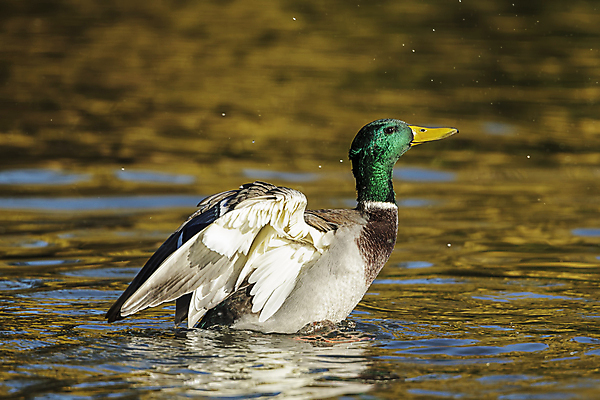 포토 JPG 해외이미지 동물 1 공원 남자 호수 야생동물 백그라운드 날개 자연 조류 오리 사람없음 야외 초록색 물 파란색 컬러풀 반사 노란색 머리 수영 가을 연못 깃털 부리 물새 청둥오리 내추럴 동물상 워싱턴 해외포토 자연요소 계절 공공시설 컬러 사람 신체부위 조형물 미국 수상스포츠 생태계 파일형식 이미지허브