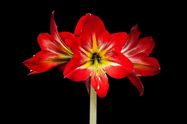 포토 JPG 해외이미지 식물 계절 꽃잎 꽃 백그라운드 꽃무늬 자연 아침 사람없음 장식 빨간색 정원 화목 벚꽃 신선 우아함 향기 아로마 꿀 내추럴 해외포토 주간 컬러 컨셉 무늬 생태계 냄새 파일형식 이미지허브