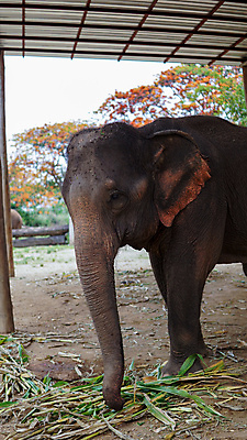 포토 JPG 해외이미지 동물 공원 아시아 야생동물 여행 포유류 태국 자연 코끼리 동물원 동양인 성인 사람없음 야외 환경 시골 아기 그룹 구출 보호 군중 울음 큼 사파리 대나무 눈물 호기심 귀 부드러움 멸종 내추럴 돌봄 보호구역 수유 해외포토 나무 공공시설 감정 나라 컨셉 모션 표정 사람 인종 신체부위 도움 감각 크기 생태계 구역 파일형식 이미지허브