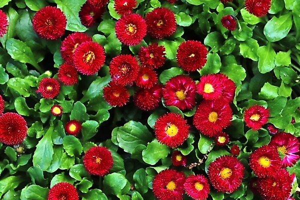 포토 JPG 해외이미지 나무 식물 계절 공원 꽃잎 꽃 분홍색 꽃다발 잎 꽃무늬 밭 오렌지 자연 해바라기 풍경 사람없음 빨간색 여름 컬러풀 햇빛 노란색 정원 보라색 봄 튤립 벚꽃 신선 개화 클로버 민들레 질감 데이지 아이비 라벤더 내추럴 히아신스 해외포토 공공시설 컬러 무늬 농업 과일 태양 허브 생태계 파일형식 이미지허브