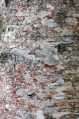 포토 JPG 해외이미지 나무 식물 디자인 벽 가구 백그라운드 패턴 건축양식 자연 벽지 탁자 표면 추상 사람없음 목재 장식 갈색 검은색 어둠 공백 수확 거친 널 숲 책상 묘사 질감 복고 목공예 나무껍질 잡동사니 내추럴 그런지 수목 옛날 효과 해외포토 건축 컬러 생활용품 무늬 농업 재료 껍질 공예 생태계 파일형식 이미지허브