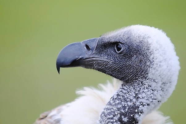 포토 JPG 해외이미지 동물 야생동물 아프리카 자연 조류 사람없음 흰색 먹이 깃털 부리 케냐 해외포토 나라 컬러 생태계 파일형식 이미지허브