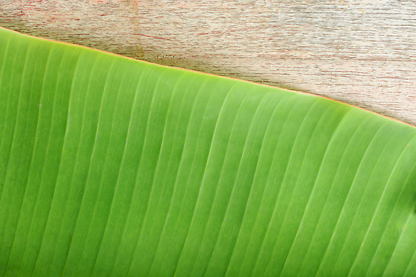 포토 JPG 해외이미지 식물 디자인 백그라운드 잎 패턴 자연 표면 추상 사람없음 목재 초록색 공백 널 묘사 질감 내추럴 구성 수목 스타일 카피스페이스 해외포토 나무 컬러 무늬 재료 생태계 파일형식 이미지허브