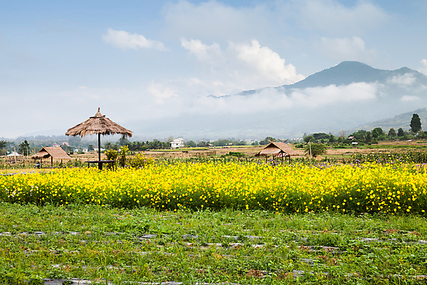 포토 JPG 해외이미지 나무 식물 구름 디자인 영어 공원 꽃 아시아 여행 백그라운드 잎 밭 농업 태국 자연 하늘 산 풍경 잔디 사람없음 야외 목재 초록색 물 여름 파란색 햇빛 농장 노란색 환경 정원 봄 수확 시골 인사 정상 원예 내추럴 뒤뜰 뿌연 해외포토 자연요소 문자 계절 공공시설 나라 산업 컬러 재료 취미 태양 예절 생태계 파일형식 이미지허브