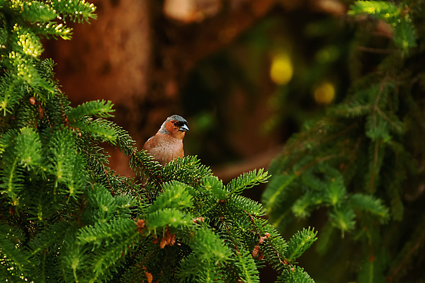 포토 JPG 해외이미지 나무 동물 야생동물 자연 조류 사람없음 야외 가로 환경 나뭇가지 숲 깃털 생태계 상록수 침엽수 전나무 동물상 가문비나무 해외포토 식물 조형물 파일형식 이미지허브