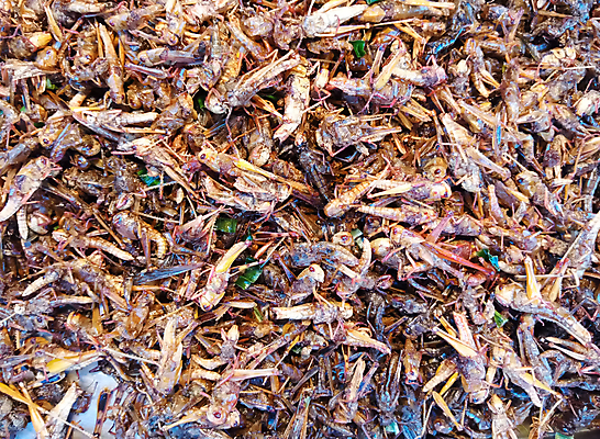 포토 JPG 해외이미지 동물 전통 아시아 문화 음식 곤충 태국 건조 건강 요리 동양인 사람없음 야외 갈색 식사 에너지 튀김 시장 맛 벌레 유기농 메뚜기 단백질 식용 이국적 태국음식 해외포토 웰빙 나라 컬러 컨셉 인종 동양음식 영양소 파일형식 이미지허브