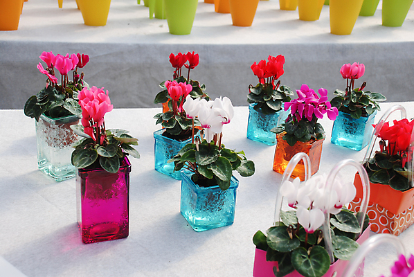 포토 JPG 해외이미지 식물 꽃잎 꽃 분홍색 백그라운드 잎 꽃무늬 자연 사람없음 야외 장식 초록색 컬러풀 햇빛 정원 보라색 봄 성장 벚꽃 흰색 신선 개화 숲 자주색 제비꽃 내추럴 강렬 해외포토 계절 컬러 무늬 태양 생태계 파일형식 이미지허브