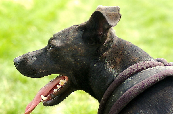 포토 JPG 해외이미지 동물 행복 얼굴 새끼 장난 포유류 자연 털 사람없음 야외 반려동물 귀여움 검은색 산책 입 개 강아지 치아 테리어 혀 잡종 송곳니 기르기 총구 해외포토 감정 컬러 컨셉 휴식 신체부위 소화기관 생태계 돌봄 파일형식 이미지허브