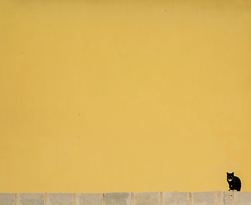 포토 JPG 해외이미지 동물 한마리 1 응시 벽 흑백 앉기 사람없음 야외 가로 반려동물 검은색 고양이 관찰 카피스페이스 해외포토 시선 컬러 포유류 모션 촬영기법 공백 파일형식 이미지허브