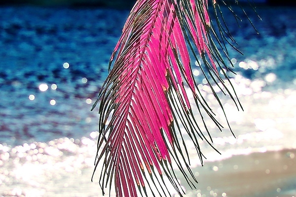 포토 JPG 해외이미지 구름 분홍색 하늘 사람없음 야외 야자수 세이셸 야자수잎 해외포토 자연요소 나무 컬러 잎 아프리카 파일형식 이미지허브