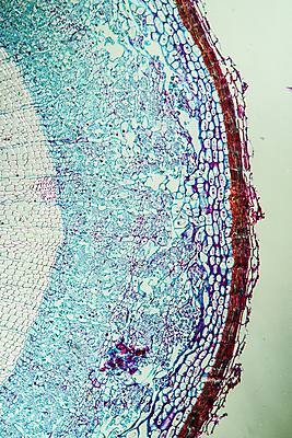 포토 JPG 해외이미지 식물 과학 돋보기 세포 사람없음 나뭇가지 조직 확대 생물학 나무껍질 수도교 아욱 해외포토 나무 교육 껍질 다리_건축물 파일형식 이미지허브