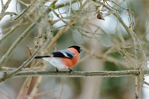 포토 JPG 해외이미지 나무 식물 동물 계절 공원 야생동물 백그라운드 겨울 날개 자연 조류 날씨 사람없음 야외 목재 컬러풀 환경 정원 냉동 추위 나뭇가지 숲 작음 깃털 생물학 꼬리 서리 부리 내추럴 동물상 눈내림 해외포토 공공시설 교육 컬러 재료 눈_날씨 조형물 크기 생태계 파일형식 이미지허브