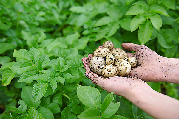 포토 JPG 해외이미지 식물 지구 음식 잎 농업 채소 자연 주택 감자 관리 종류 청년 사람없음 우주 정원 성장 신선 인스턴트 유기농 원예 진흙 건강식 내추럴 밭일 생태학 숙성 정물화 많음 카피스페이스 해외포토 웰빙 교육 산업 컨셉 성인 취미 건물 공백 그림 생태계 파일형식 이미지허브