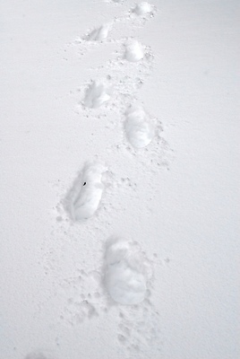포토 JPG 해외이미지 계절 길 겨울 패턴 자연 날씨 휴가 새로움 사람없음 야외 빛 환경 추위 흰색 신선 발자국 트랙 단계 내추럴 눈내림 해외포토 컬러 컨셉 무늬 자국 눈_날씨 생태계 파일형식 이미지허브