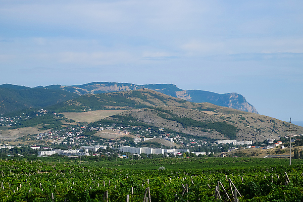 포토 JPG 해외이미지 나무 음료 여행 밭 농업 자연 하늘 포도 풍경 사람없음 야외 초록색 농작물 농장 일몰 봄 성장 덮개 농촌 시골 땅 머스터드 언덕 뉴질랜드 캘리포니아 포도밭 포도나무 철사 내추럴 밭일 해외포토 식물 계절 산업 컬러 과일 노을 미국 뚜껑 소스_음식 오세아니아 과일나무 생태계 파일형식 이미지허브