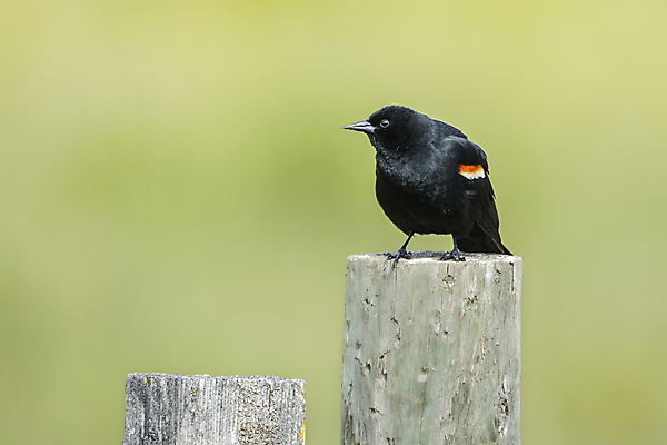 포토 JPG 해외이미지 동물 남자 야생동물 백그라운드 날개 자연 조류 종류 앉기 사람없음 야외 목재 빨간색 초록색 컬러풀 노란색 검은색 어둠 봄 작음 깃털 꼬리 부리 서식지 해외포토 나무 계절 컬러 재료 모션 사람 크기 생태계 파일형식 이미지허브